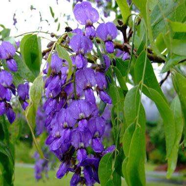 10+ Bolusanthus speciosus - Indigenous Deciduous Tree Wisteria Seeds + FREE Seeds with All Orders