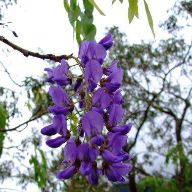 10+ Bolusanthus speciosus - Indigenous Deciduous Tree Wisteria Seeds + FREE Seeds with All Orders