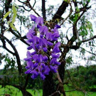 10+ Bolusanthus speciosus - Indigenous Deciduous Tree Wisteria Seeds + FREE Seeds with All Orders