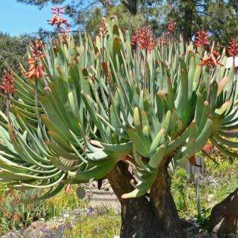 Kumara plicatilis Seeds - Rare Endemic South African Indigenous Succulent Tree - Combined Shipping