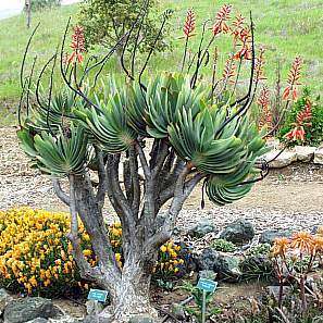 Kumara plicatilis Seeds - Rare Endemic South African Indigenous Succulent Tree - Combined Shipping