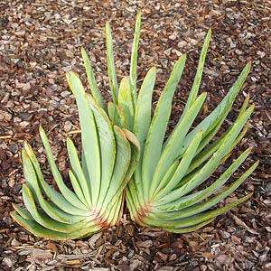 Kumara plicatilis Seeds - Rare Endemic South African Indigenous Succulent Tree - Combined Shipping
