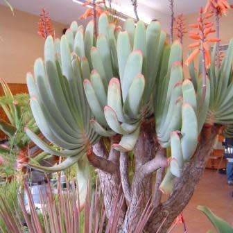 Kumara plicatilis Seeds - Rare Endemic South African Indigenous Succulent Tree - Combined Shipping