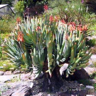 Kumara plicatilis Seeds - Rare Endemic South African Indigenous Succulent Tree - Combined Shipping
