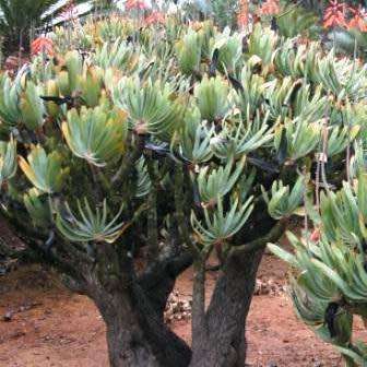 Kumara plicatilis Seeds - Rare Endemic South African Indigenous Succulent Tree - Combined Shipping