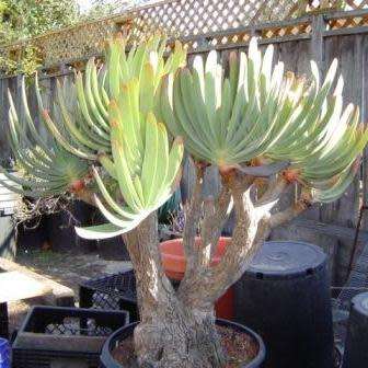 Kumara plicatilis Seeds - Rare Endemic South African Indigenous Succulent Tree - Combined Shipping