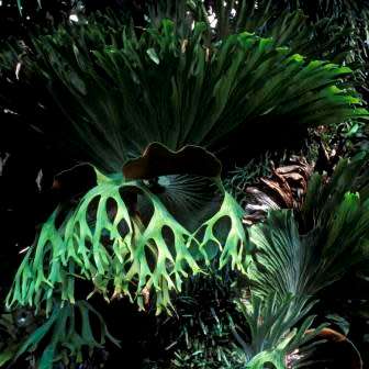 Platycerium hillii - Staghorn Fern - 15 Spore Pack - Exotic Epiphytic Fern - Flat Ship Rate