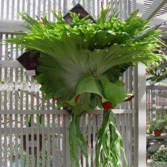 Platycerium superbum - Staghorn Fern - 15 Spore Pack - Exotic Epiphytic Fern - Flat Ship Rate