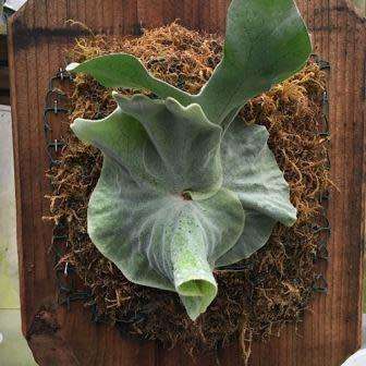 Platycerium superbum - Staghorn Fern - 15 Spore Pack - Exotic Epiphytic Fern - Flat Ship Rate