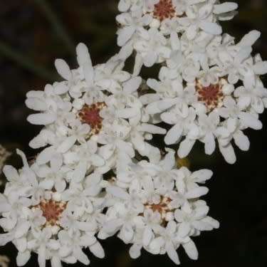 5 Pseudoselago gracilis Seeds - Indigenous South African Endemic Perennial Shrub Seeds From Africa