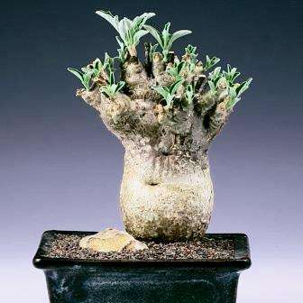 Pterodiscus ngamicus Seeds - Bonsai South African Indigenous Scented Succulent Caudiciform