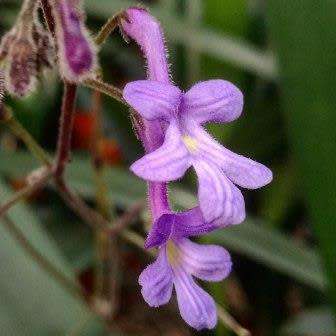Streptocarpus haygarthii Seeds - Indigenous South African Endemic Perennial Houseplant