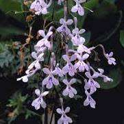 Streptocarpus haygarthii Seeds - Indigenous South African Endemic Perennial Houseplant