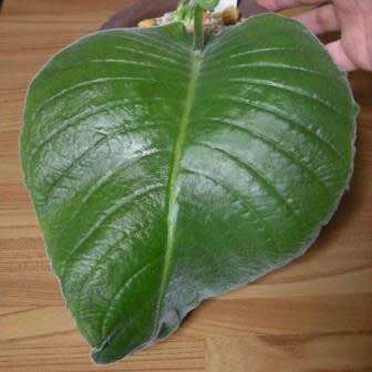 Streptocarpus haygarthii Seeds - Indigenous South African Endemic Perennial Houseplant