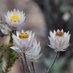 5 Syncarpha paniculata Seeds - Indigenous South African Endemic Perennial - White Everlasting