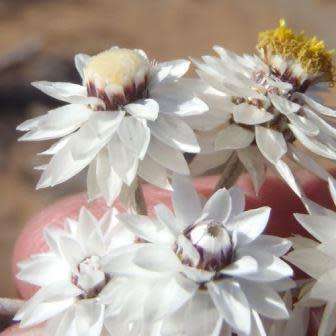 5 Syncarpha paniculata Seeds - Indigenous South African Endemic Perennial - White Everlasting
