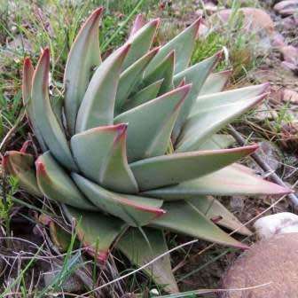 5 Tulista marginata Seeds Indigenous South African Endemic Perennial Succulent Combined Global Ship
