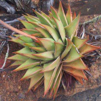 5 Tulista marginata Seeds Indigenous South African Endemic Perennial Succulent Combined Global Ship