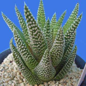 Tulista minima Seeds Indigenous South African Endemic Perennial Succulent - Combined Global Ship