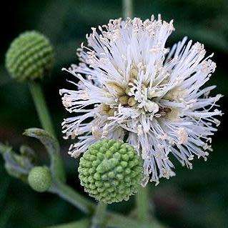 5 Senegalia brevispica Syn. Acacia brevispica Bonsai Seeds - Indigenous - Combined Global Shipping