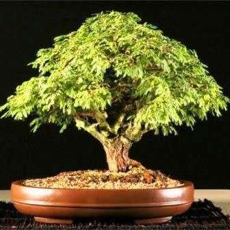Vachellia borleae Syn. Acacia borleae Seeds + Bonsai eBook - Indigenous Bonsai Combined Shipping
