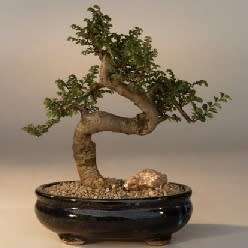5 Senegalia brevispica Syn. Acacia brevispica Bonsai Seeds - Indigenous - Combined Global Shipping