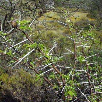 Vachellia karroo Syn. Acacia karroo Tree Seeds - Indigenous Hardy - Combined Global Shipping