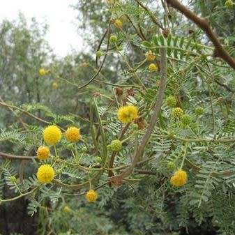 Vachellia karroo Syn. Acacia karroo Tree Seeds - Indigenous Hardy - Combined Global Shipping