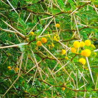 Vachellia karroo Syn. Acacia karroo Tree Seeds - Indigenous Hardy - Combined Global Shipping