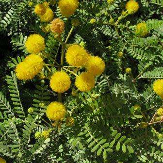 Vachellia karroo Syn. Acacia karroo Tree Seeds - Indigenous Hardy - Combined Global Shipping