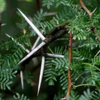 Vachellia karroo Syn. Acacia karroo Tree Seeds - Indigenous Hardy - Combined Global Shipping