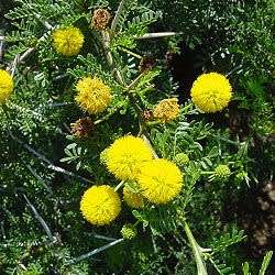 Vachellia karroo Syn. Acacia karroo Tree Seeds - Indigenous Hardy - Combined Global Shipping