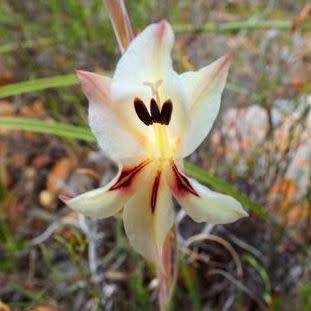 5 Gladiolus engysiphon - Rare Indigenous South African Endemic Perennial Bulb Seeds from Africa