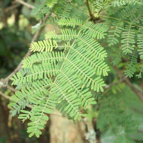 Fever Tree Seeds - Vachellia xanthophloea Syn. Acacia xanthophloea - Indigenous Medicinal