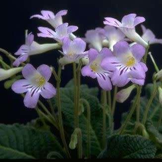 Streptocarpus roseo-albus Seeds - Indigenous South African Endemic Perennial Houseplant