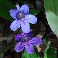 Streptocarpus roseo-albus Seeds - Indigenous South African Endemic Perennial Houseplant