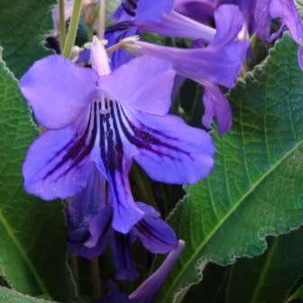 Streptocarpus roseo-albus Seeds - Indigenous South African Endemic Perennial Houseplant