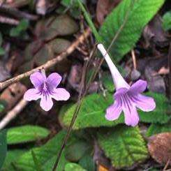 Streptocarpus rexii Seeds - Indigenous South African Endemic Perennial Houseplant - Combined Ship