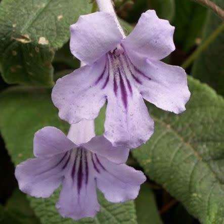 Streptocarpus rexii Seeds - Indigenous South African Endemic Perennial Houseplant - Combined Ship