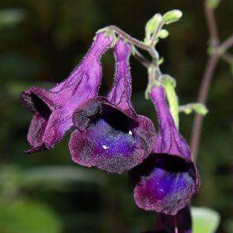 5 Streptocarpus nobilis Seeds - Indigenous South African Perennial Houseplant - Combined Shipping