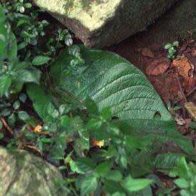 Streptocarpus molweniensis Seeds - Indigenous South African Endemic Perennial Houseplant