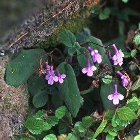 Streptocarpus molweniensis Seeds - Indigenous South African Endemic Perennial Houseplant