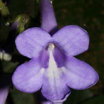 Streptocarpus molweniensis Seeds - Indigenous South African Endemic Perennial Houseplant