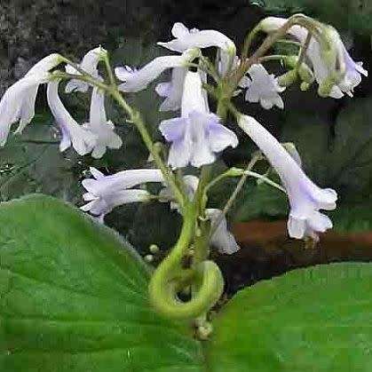 Streptocarpus grandis Seeds - Indigenous South African Endemic Perennial Houseplant