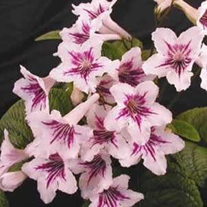 Streptocarpus gardenii Seeds - Indigenous South African Endemic Perennial Epiphytic Houseplant