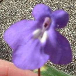 5 Streptocarpus caulescens Seeds - Indigenous South African Semi-Succulent Perennial Houseplant