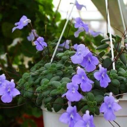 5 Streptocarpus caulescens Seeds - Indigenous South African Semi-Succulent Perennial Houseplant