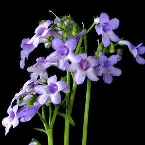 Streptocarpus cooperi Seeds - Indigenous South African Endemic Perennial Houseplant