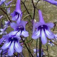 Streptocarpus cooperi Seeds - Indigenous South African Endemic Perennial Houseplant