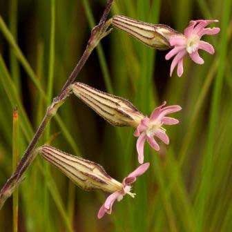 5 Gunpowder Plant - Silene burchellii Seeds - Endemic South African Indigenous Perennial - Semillas
